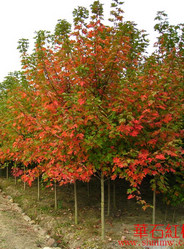 华石红枫秋火焰大树D6CM